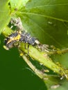 Natural pest control. Larva Ladybug and aphids Royalty Free Stock Photo