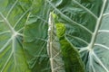 Natural photo background from taro plants with broad leaves