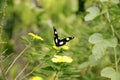 Natural photo: butterfly at the Botanic Garden Vietnam Royalty Free Stock Photo