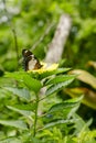 Natural photo: butterfly at the Botanic Garden Vietnam Royalty Free Stock Photo