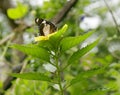 Natural photo: butterfly at the Botanic Garden Vietnam Royalty Free Stock Photo
