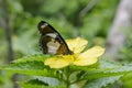 Natural photo: butterfly at the Botanic Garden Vietnam Royalty Free Stock Photo