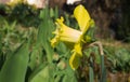 Natural photo daffodil flower closeup Royalty Free Stock Photo