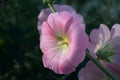 natural photographs of living wild flora mallow flowers light pink Royalty Free Stock Photo