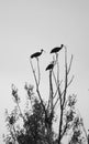 Natural birds silhouette in the tree