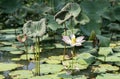 Natural photos: Lotus flowers District 9, Ho Chi Minh City
