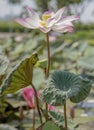 Natural photos: Lotus flowers District 9, Ho Chi Minh City