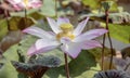 Natural photos: Lotus flowers in District 9, Ho Chi Minh City