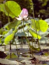 Natural photos: Lotus flowers in District 9, Ho Chi Minh City