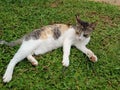 Natural picture of a cat on the green patch.