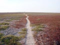 Natural picture of vegetation of salt marshes of the Arabat arrow on the shore of Lake Sivash.