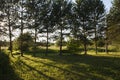 Natural picturesque spring morning shot of a beautiful grass field with sunshine shining through tall green pine trees, branches Royalty Free Stock Photo