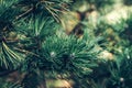 Natural pine branch covered with dew at the botanical gardenBackground of Christmas tree branches. Royalty Free Stock Photo