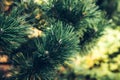 Natural pine branch covered with dew at the botanical gardenBackground of Christmas tree branches. Royalty Free Stock Photo