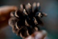 Natural pine cone. Macro photo. Royalty Free Stock Photo