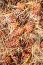 Natural Pine Cone Still Life