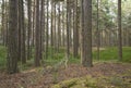 Natural pine forest in sweden Royalty Free Stock Photo