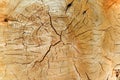 Natural Pine Wood Texture Royalty Free Stock Photo