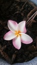 beautiful pink petal fall on the ground Royalty Free Stock Photo