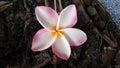 beautiful pink petal fall on the ground Royalty Free Stock Photo