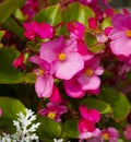 Natural pink begonia flower in the garden Royalty Free Stock Photo