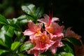 Pink blossom of rhododendron plant with green leaves Royalty Free Stock Photo