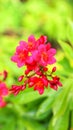 .natural pink flower, using as a background. red Spicy jatropha flower, Peregrina in the garden on blur background