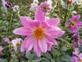 Natural pink flower 