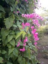 Natural pink flowers, beautiful flowers natural flowers