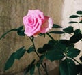 Natural pink fresh real Rose