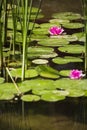 Japanese lotus in the lake