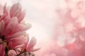 Natural pink magnolia flower in spring morning sun light. Floral spring background Royalty Free Stock Photo