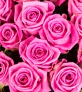 Natural pink roses