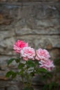 Natural pink roses Royalty Free Stock Photo