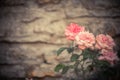 Natural pink roses Royalty Free Stock Photo