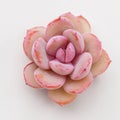 Natural pink succulent rosette houseplant flower on white, closeup top view