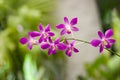 Pink and Violet Epidendrum and epiphytic orchidsPink and Violet Epidendrum and epiphytic orchids on a greenish background