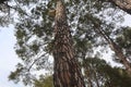 Natural Pinus roxburghii blooming tree picture-Pinus roxburghii-Evergreen Forest of Pine Trees Royalty Free Stock Photo