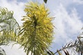 Natural plant background, large palm leaves and blue sky Royalty Free Stock Photo