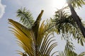 Natural plant background, large palm leaves and blue sky Royalty Free Stock Photo