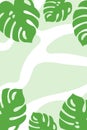 Natural plant banner, with green monstera leaves, botanical poster. Background for interior design, tropical poster