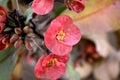 A Natural Plant and blur shot