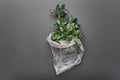 Green plant branch wrapped in bubble wrap on gray background