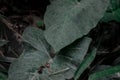 Large green taro leaf plant