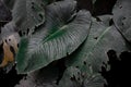 Large green leaves with a perforated texture