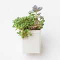 Flower Echeveria Shallot Succulent in white plastic pot on white background