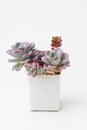 Flower Echeveria Shallot Succulent in white plastic pot on white background