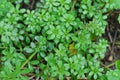 Natural plant green texture of small wet wild plants Royalty Free Stock Photo