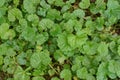 Natural plant green texture of small wet wild plants Royalty Free Stock Photo