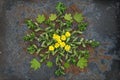 Natural plant mandala flat lay arrangement made of flowers and l